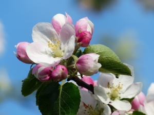 apple blossom