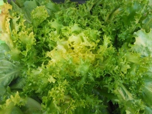 insalata scarola