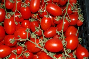 pomodoro pennolo