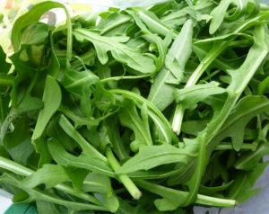 rucola