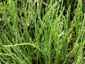 salicornia