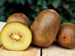 kiwi giallo